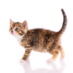 Striped kitten stands on a white background.