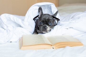 A French bulldog puppy with glasses is lying at home on the bed under the blanket with a book