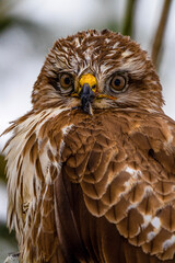 close up of a eagle