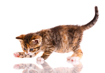 Kitten is playing with its reflection on a white background.