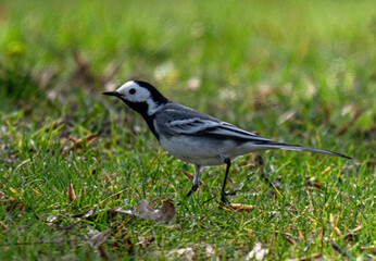 Fototapeta premium bird on a grass