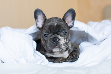 a French bulldog puppy lies on a bed under a blanket at home