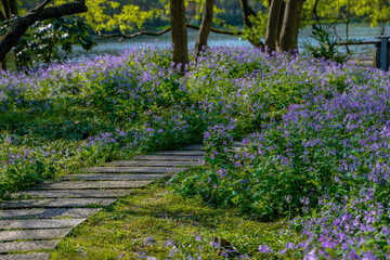A pathway in blooming purple wild flowers.