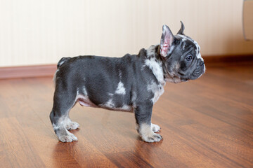 French Bulldog puppy at home on the floor