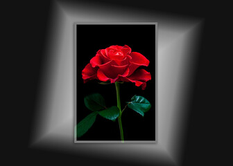 Beautiful Red Rose, canvas isolated on black wall, interior decor mock up	