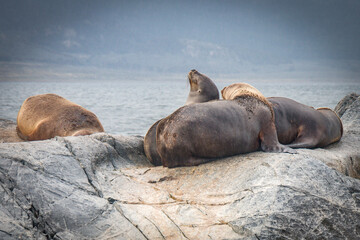 sea lions, beagle channel, patagonia, argentina, south america, fin del mundo