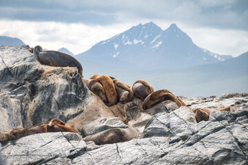 sea lions, beagle channel, patagonia, argentina, south america, fin del mundo