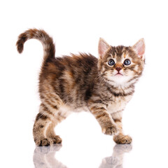 Tricolor cat in front of white background.