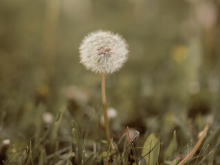 white dandelion in the summer field