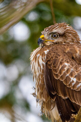 red tailed hawk