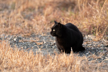 横を向く黒猫