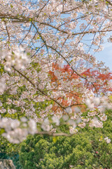 Close view of the blooming cherry blossoms in spring time.