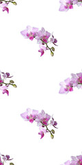 Naklejka na ściany i meble Pink orchid on white background. Isolated flowers. Seamless floral pattern for fabric, textile, wrapping paper. Tropical flower.