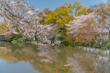 The blooming cherry blossoms at the West lake in Hangzhou, spring time.