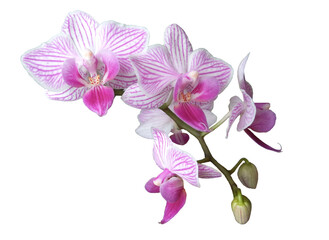 flowers of mini orchids. orchid in pink stripes isolated. Purple lips. home plants. white background