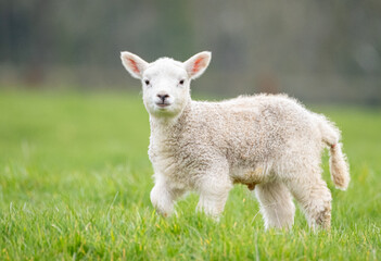 Naklejka na ściany i meble Spring Lambs Grazing In Fields In Rural Oxfordshire