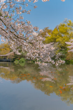 The blooming cherry blossoms at the West lake in Hangzhou, spring time.