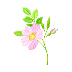 Rosa Canina or Dog Rose with Pale Pink Flower and Green Pinnate Leaves on Stem Vector Illustration