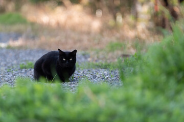 座っている黒猫