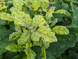 A green Solanum Macrocarpon plants grows up in the garden
