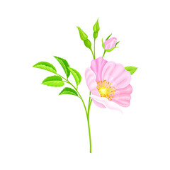 Rosa Canina or Dog Rose with Pale Pink Flower and Green Pinnate Leaves on Stem Vector Illustration