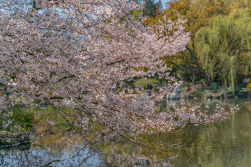 The blooming cherry blossoms at the West lake in Hangzhou, China, spring time.