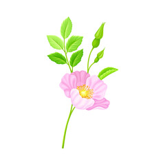 Obraz na płótnie Canvas Rosa Canina or Dog Rose with Pale Pink Flower and Green Pinnate Leaves on Stem Vector Illustration