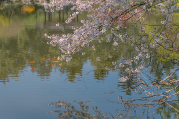 The blooming cherry blossoms at the West lake in Hangzhou, China, spring time.