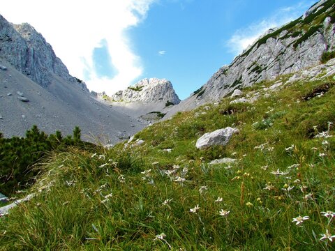 Alpine valley in Karavanke mountains, Slovenia and edelweiss (Leontopodium nivale) flowers on a meadow