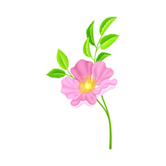 Dog Rose, Rosa Canina or Rosehip with Pale Pink Flower and Green Pinnate Leaves on Stem Vector Illustration