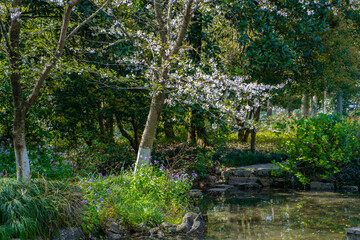 The blooming cherry blossoms at the West lake in Hangzhou, China, spring time.