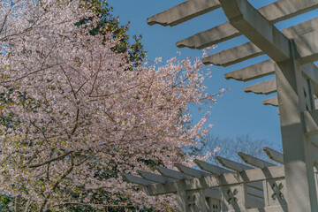 The blooming cherry blossoms at the West lake in Hangzhou, China, spring time.