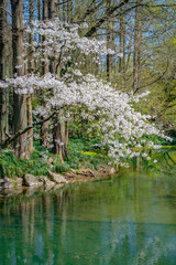 The blooming cherry blossoms at the West lake in Hangzhou, China, spring time.