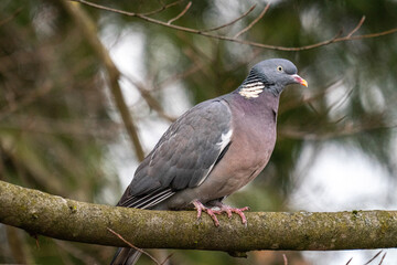 pigeon on a branch