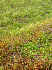 ナズナとホトケノザとオオイヌノフグリ咲く春の田圃と畦風景