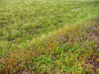 ナズナとホトケノザとオオイヌノフグリ咲く春の田圃と畦風景