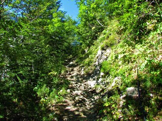 Rocky path leading past low lush summer vegetation in Karawanks, Slovenia