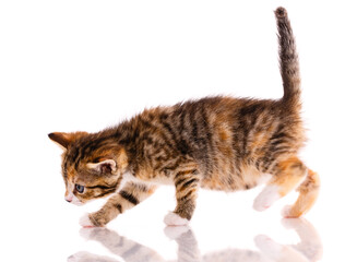 The kitten walks and sniffs everything on a white background.