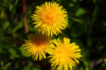 Yellow dandelion flowers in spring on a sunny day.