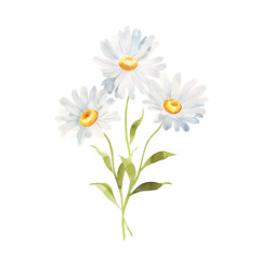 Fototapeta premium Watercolor Daisy bouquet. Chamomile arrangement.