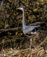 great blue heron