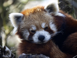 Portrait of a Red Panda, Ailurus fulgens, lying on a trunk and watching the surroundings.