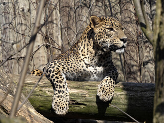 The Sri Lanka Leopard, Panthera pardus kotiya, lies high on a trunk and observes the surroundings.