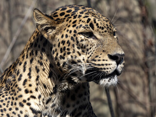 Fototapeta na wymiar Portrait of a Sri Lanka Leopard, Panthera pardus kotiya, lying high on a trunk and observing the surroundings.