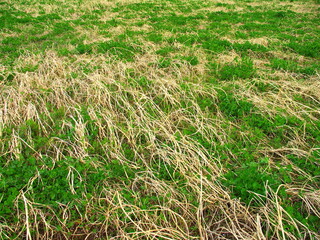 住宅建設予定地の除草後の白詰め草生える野原