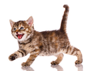 Kitten is angry and meows on a white background.