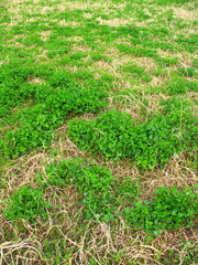 住宅建設予定地の除草後の白詰め草生える野原