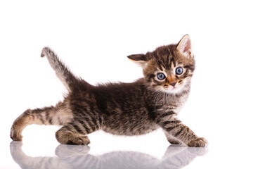 Tricolor kitten is playing on a white background