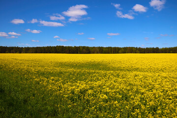 Beautiful blooming yellow rapeseed field against the blue sky on a sunny day.