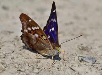 Kleiner Schillerfalter (Apatura ilia)